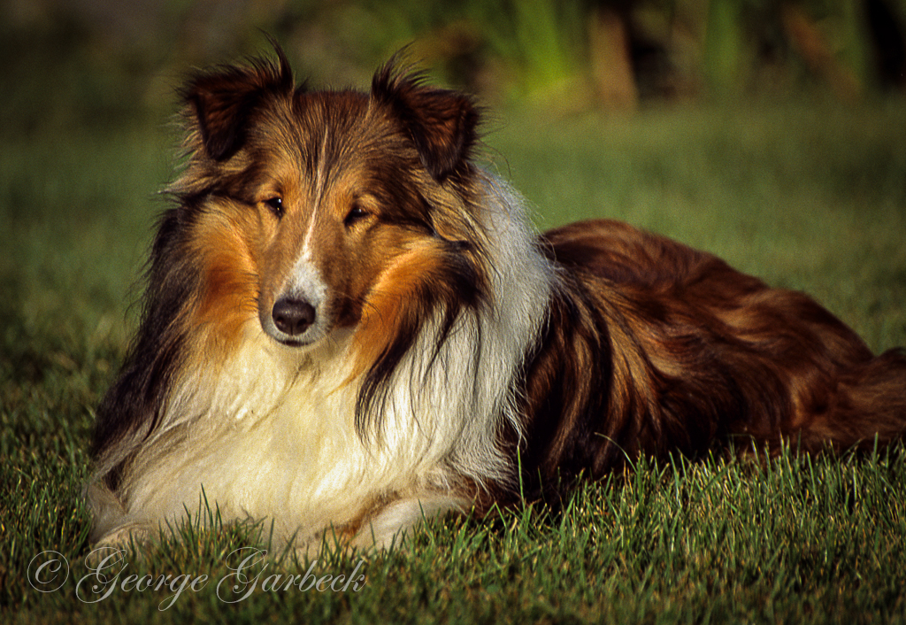 Tristam in Vermont